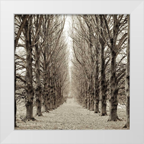 Hampton Gates Promenade - 3 White Modern Wood Framed Art Print by Blaustein, Alan