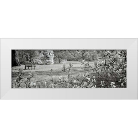 Hampton Magnolia - 1 White Modern Wood Framed Art Print by Blaustein, Alan