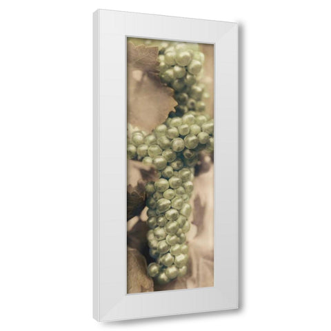 Chardonnay White Modern Wood Framed Art Print by Blaustein, Alan