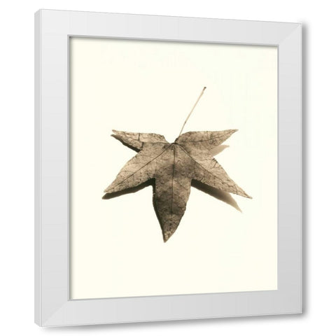 Japanese Maple White Modern Wood Framed Art Print by Blaustein, Alan