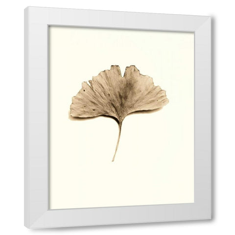 Ginkgo Leaf White Modern Wood Framed Art Print by Blaustein, Alan