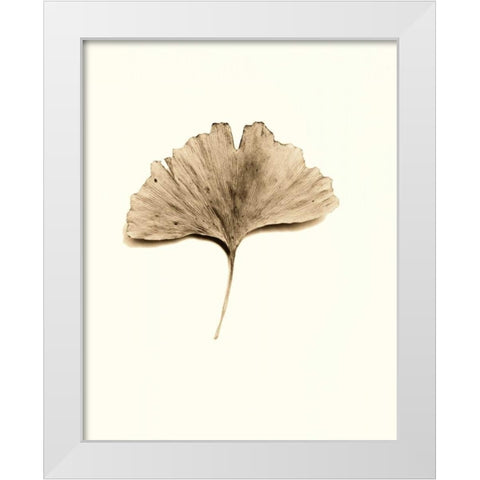 Ginkgo Leaf White Modern Wood Framed Art Print by Blaustein, Alan