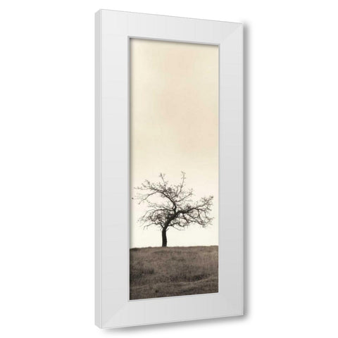 Cherry Blossom Tree White Modern Wood Framed Art Print by Blaustein, Alan