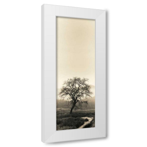 Valley Oak Tree White Modern Wood Framed Art Print by Blaustein, Alan