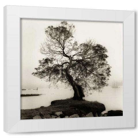 Coast Oak Tree White Modern Wood Framed Art Print by Blaustein, Alan
