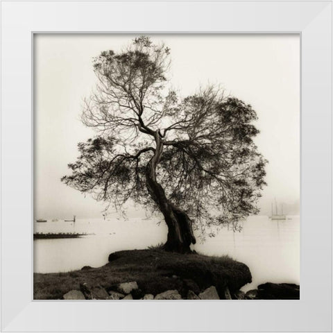 Coast Oak Tree White Modern Wood Framed Art Print by Blaustein, Alan
