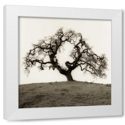 Hillside Oak Tree White Modern Wood Framed Art Print by Blaustein, Alan