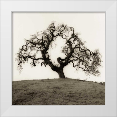 Hillside Oak Tree White Modern Wood Framed Art Print by Blaustein, Alan