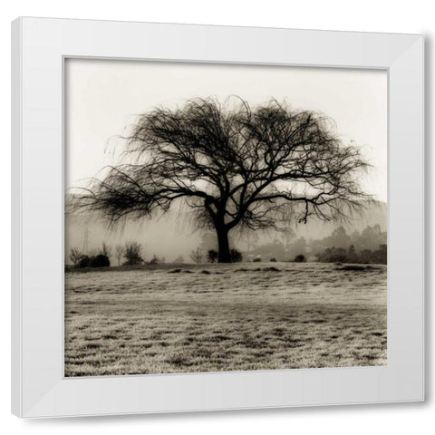 Willow Tree White Modern Wood Framed Art Print by Blaustein, Alan