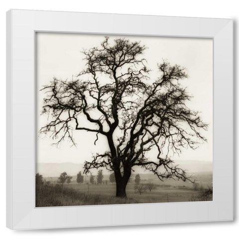 Country Oak Tree White Modern Wood Framed Art Print by Blaustein, Alan