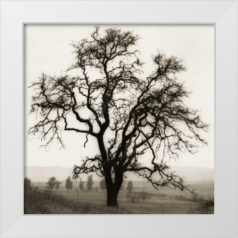 Country Oak Tree White Modern Wood Framed Art Print by Blaustein, Alan