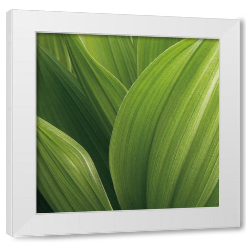 Corn Lily White Modern Wood Framed Art Print by Bell, Jan