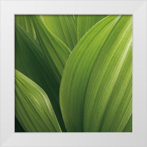 Corn Lily White Modern Wood Framed Art Print by Bell, Jan