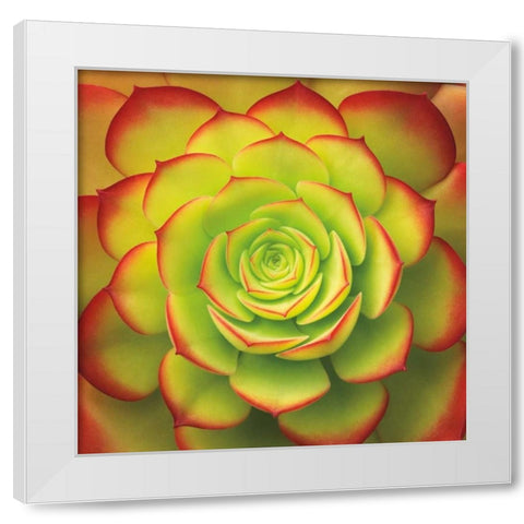 Fiery Succulent White Modern Wood Framed Art Print by Bell, Jan