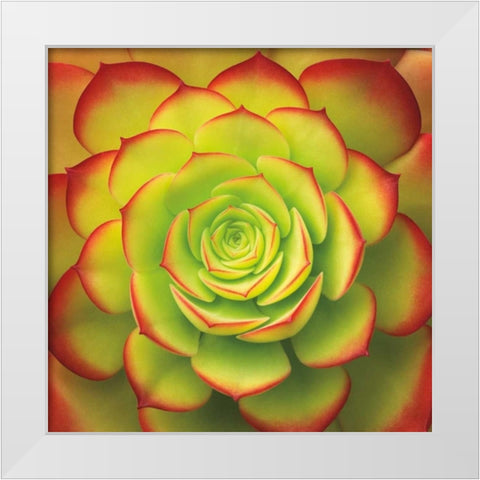 Fiery Succulent White Modern Wood Framed Art Print by Bell, Jan