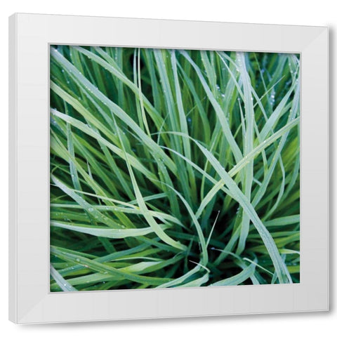 Grass with Morning Dew White Modern Wood Framed Art Print by Bell, Jan