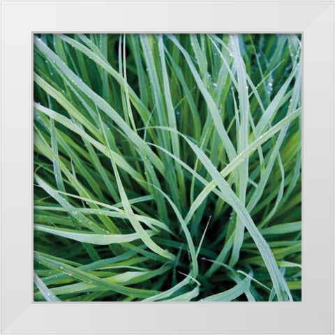 Grass with Morning Dew White Modern Wood Framed Art Print by Bell, Jan