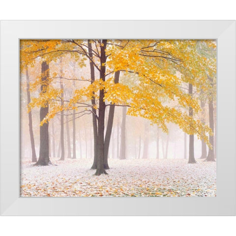 Early Autumn Snow White Modern Wood Framed Art Print by Becia, Jim