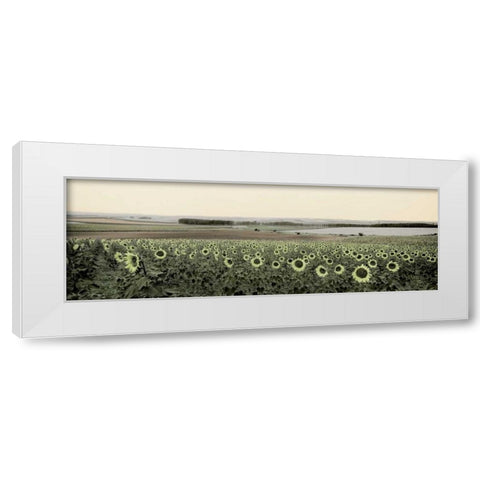 Andalusian Sun Flowers White Modern Wood Framed Art Print by Blaustein, Alan