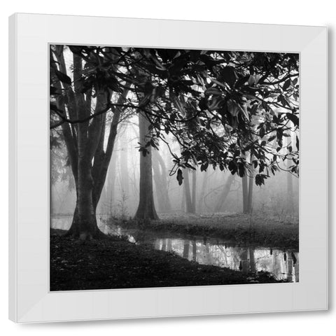 Woodland No. 1 White Modern Wood Framed Art Print by Bell, Nicholas