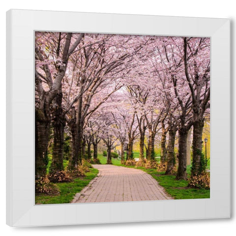 Cherry Blossom Trail White Modern Wood Framed Art Print by Burdick, Chuck
