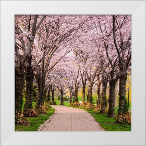Cherry Blossom Trail White Modern Wood Framed Art Print by Burdick, Chuck