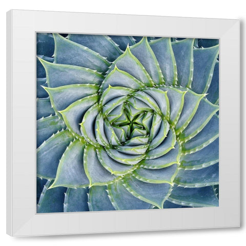 Spiral Succulent White Modern Wood Framed Art Print by Bell, Jan