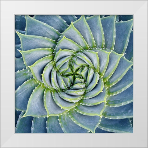 Spiral Succulent White Modern Wood Framed Art Print by Bell, Jan