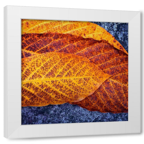 Three Leaves White Modern Wood Framed Art Print by Bell, Jan