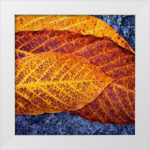 Three Leaves White Modern Wood Framed Art Print by Bell, Jan