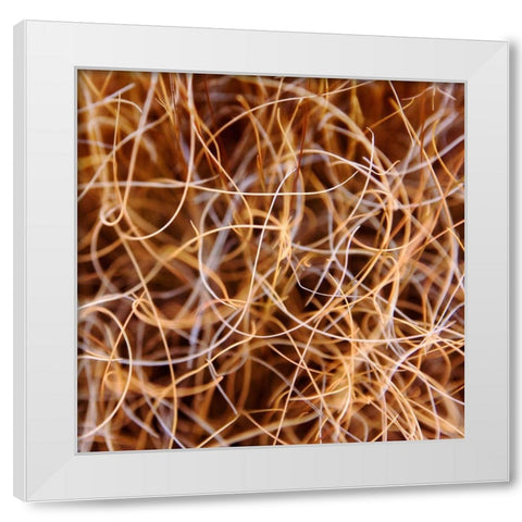 Zion Grass White Modern Wood Framed Art Print by Bell, Jan