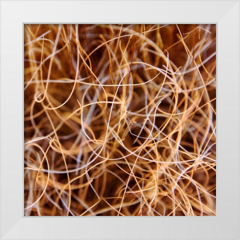 Zion Grass White Modern Wood Framed Art Print by Bell, Jan