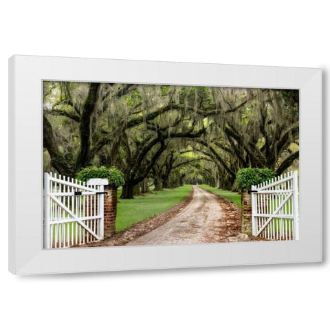 Plantation Road White Modern Wood Framed Art Print by Burt, Daniel