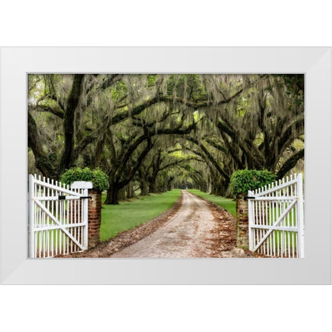 Plantation Road White Modern Wood Framed Art Print by Burt, Daniel