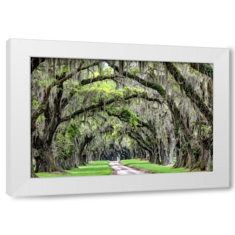The Old South White Modern Wood Framed Art Print by Burt, Daniel