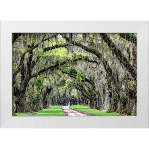 The Old South White Modern Wood Framed Art Print by Burt, Daniel