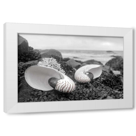 Crescent Beach Shells 2 White Modern Wood Framed Art Print by Blaustein, Alan