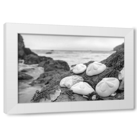 Crescent Beach Shells 4 White Modern Wood Framed Art Print by Blaustein, Alan