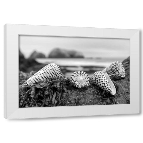 Crescent Beach Shells 3 White Modern Wood Framed Art Print by Blaustein, Alan