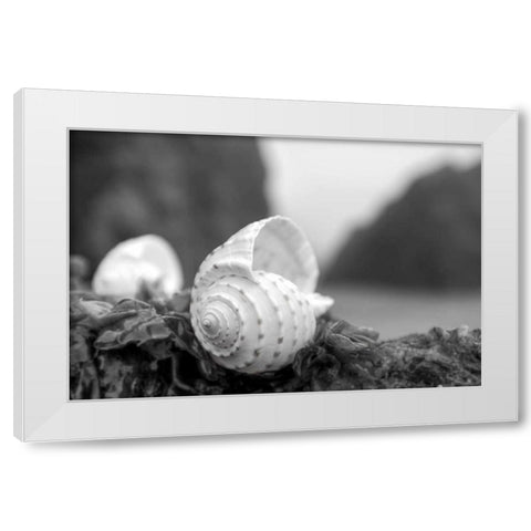 Crescent Beach Shells 1 White Modern Wood Framed Art Print by Blaustein, Alan