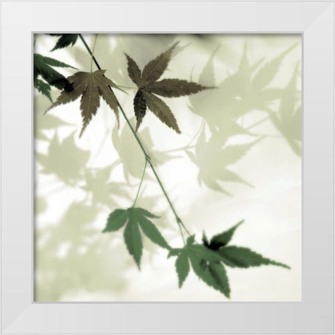 Japanese Maple #2 White Modern Wood Framed Art Print by Blaustein, Alan