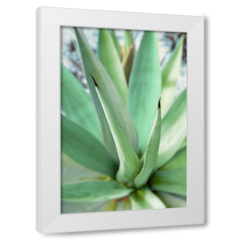 Agave Succulent #1 White Modern Wood Framed Art Print by Blaustein, Alan