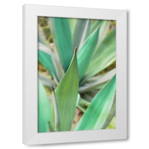 Agave Succulent #3 White Modern Wood Framed Art Print by Blaustein, Alan