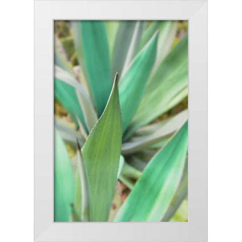 Agave Succulent #3 White Modern Wood Framed Art Print by Blaustein, Alan