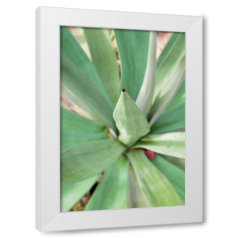 Agave Succulent #2 White Modern Wood Framed Art Print by Blaustein, Alan
