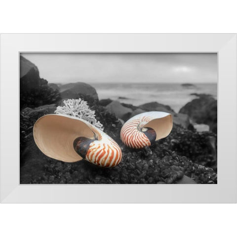 Crescent Beach Shells 2 White Modern Wood Framed Art Print by Blaustein, Alan