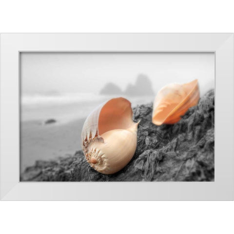 Crescent Beach Shells #20 White Modern Wood Framed Art Print by Blaustein, Alan