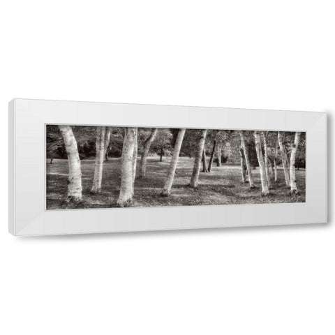 Birch Trees No.1 White Modern Wood Framed Art Print by Blaustein, Alan