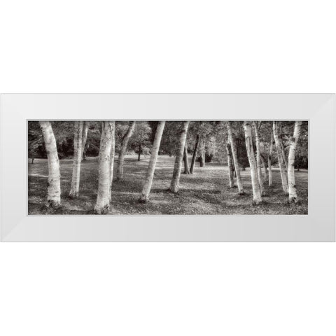 Birch Trees No.1 White Modern Wood Framed Art Print by Blaustein, Alan