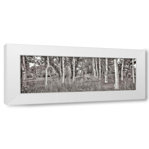 Birch Trees No.2 White Modern Wood Framed Art Print by Blaustein, Alan
